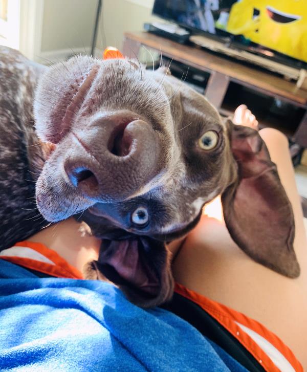 /images/uploads/southeast german shorthaired pointer rescue/segspcalendarcontest2019/entries/11471thumb.jpg